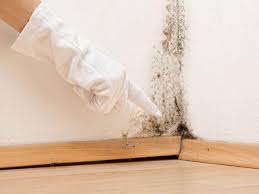 Reliable Biola, CA Mold Removal Services Solutions